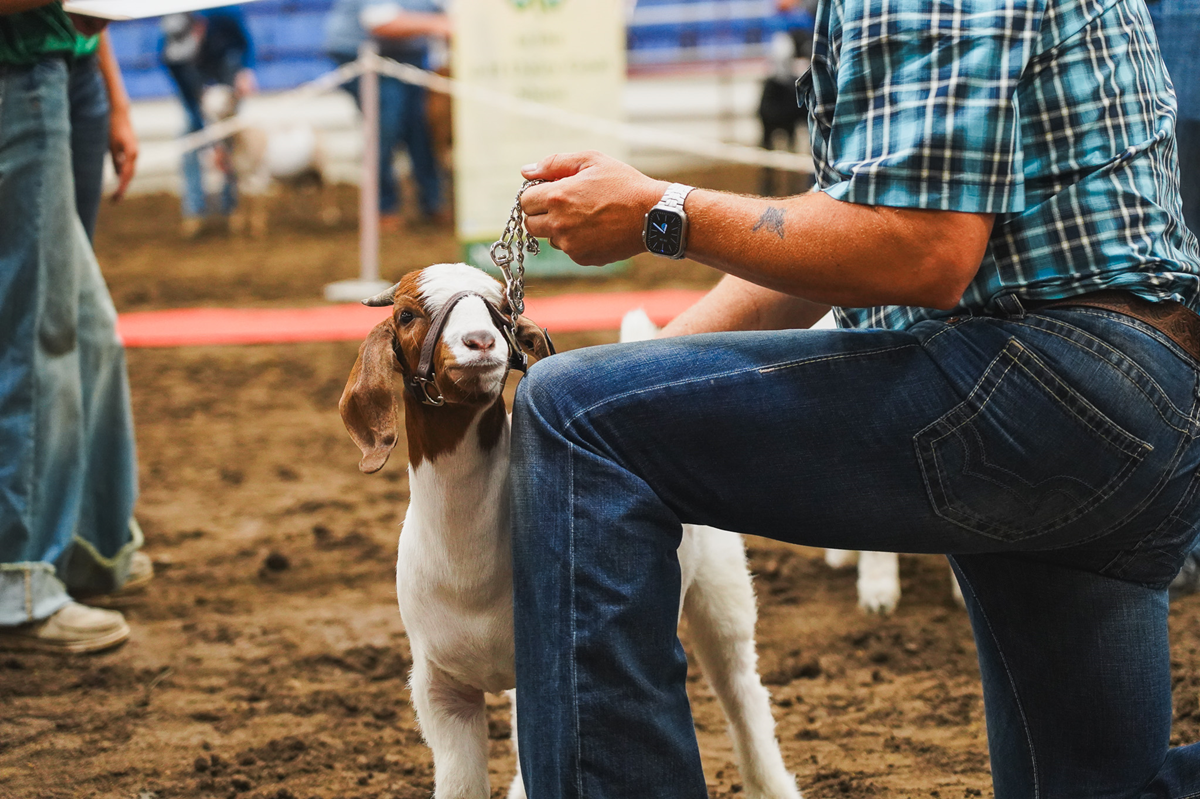 2026 4-H Public Leaders Showmanship Event