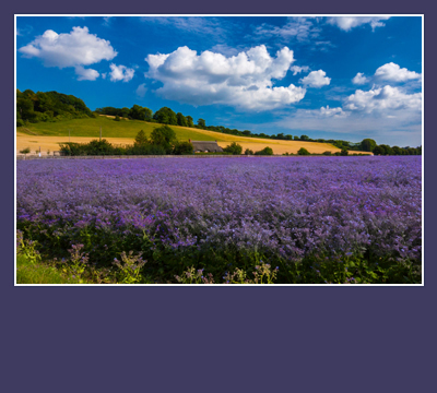 the agriculture industry